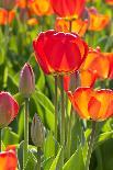 A Mass of Red Tulips-izuriphoto-Photographic Print