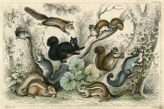 Various Squirrels 19C-J Bower-Mounted Art Print