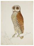 Bay Owl, 1824-J. Briois-Art Print