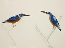 Deep Blue Kingfisher-J. Briois-Mounted Giclee Print