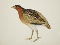 Long-Billed Partridge-J. Briois-Giclee Print