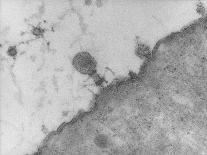 TEM of T4 Bacteriophage Infecting E. Coli-J. Broek-Photographic Print