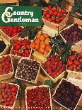 "Strawberries," Country Gentleman Cover, June 1, 1948-J.c. Allen-Giclee Print