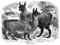 Alpaca Sheep, C1880-J C-Laminated Giclee Print