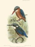 Birds in Nature VI-J.C. Keulemans-Stretched Canvas