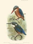 Birds in Nature V-J.C. Keulemans-Art Print