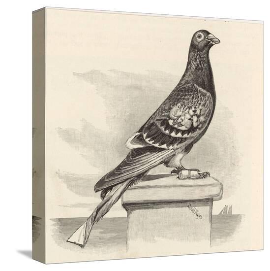 Stretched Canvas Print, , large