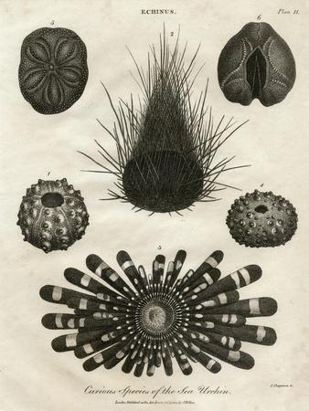 Echinus, or Sea Urchin