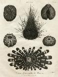 Echinus, or Sea Urchin-J Chapman-Art Print