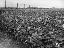Sunflower Fields-J. Chettlburgh-Photographic Print
