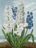 Hyacinths, Engraved by Warner, from 'The Temple of Flora' by Robert Thornton, Pub. 1801-J. Edwards-Giclee Print