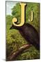 J For the Jackdaw, Perky And Bold-Edmund Evans-Mounted Art Print