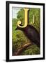 J For the Jackdaw, Perky And Bold-Edmund Evans-Framed Art Print