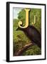 J For the Jackdaw, Perky And Bold-Edmund Evans-Framed Art Print