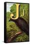 J For the Jackdaw, Perky And Bold-Edmund Evans-Framed Stretched Canvas