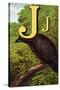 J For the Jackdaw, Perky And Bold-Edmund Evans-Stretched Canvas