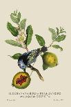 The Cashew Apple of Malabar-J. Forbes-Art Print
