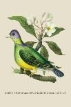 Green Pigeon and Cur Champhah of the Concan-J. Forbes-Art Print