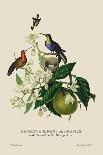 Indian Squirrel and Tamarind-J. Forbes-Art Print