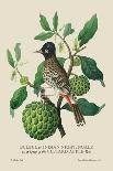Humming Birds at the Brasils-J. Forbes-Art Print