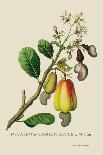 The Mazagon Mango and the Papilio Bolina-J. Forbes-Art Print