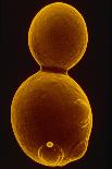 SEM of Budding Yeast-J. Forsdyke-Photographic Print