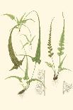 Spring Ferns II-J.h. Emerton-Framed Stretched Canvas