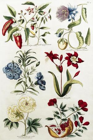 Botanical Print of a Variety of Flowers