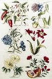 Botanical Print of a Variety of Flowers-J. Hill-Stretched Canvas