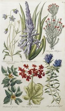 Pnx Botanicals,City Beautiful