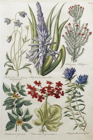 Botanical Print of Various Flowers