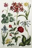 Botanical Print of Various Flowers-J. Hill-Stretched Canvas