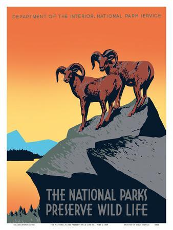 The National Parks Preserve Wild Life - Bighorn Sheep