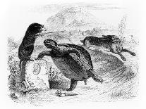 The Hare and the Tortoise, Illustration for 'Fables' of La Fontaine, Published by H. Fournier…-J.J. Grandville-Giclee Print