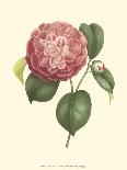 Camellia Blooms III-J^ J^ Jung-Stretched Canvas