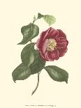 Camellia Blooms III-J^ J^ Jung-Laminated Art Print