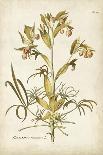 Elegant Botanical I-J.j. Plenck-Art Print