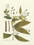 Elegant Botanical I-J.j. Plenck-Art Print