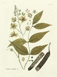 Elegant Botanical I-J.j. Plenck-Art Print