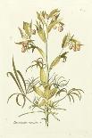 Elegant Botanical II-J.j. Plenck-Art Print