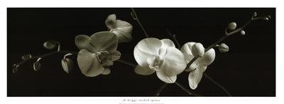 Orchid Sprays-J^k^ Driggs-Mounted Art Print