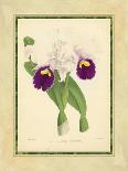 Fitch Orchid V-J. Nugent Fitch-Art Print