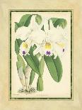 Fitch Orchid V-J. Nugent Fitch-Framed Art Print