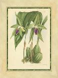 Fitch Orchid V-J. Nugent Fitch-Framed Art Print