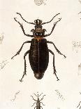 Beetle, Prionus Cumingii-J.O. Westwood-Mounted Art Print