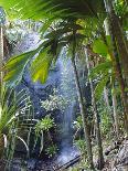Waterfall, Vallee De Mai National Park, Praslin, Seychelles, Indian Ocean-J P De Manne-Photographic Print