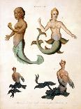 Mermaid, from Encyclopaedia Londinensis, 1817-J. Pass-Giclee Print