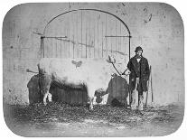 The Rose of the Suir', a Prize-Winning Bullock, Waterford, 1863-J. Pender-Framed Stretched Canvas