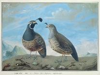 Male and Female Californian Partridge, from Voyage de La Perouse-J.r Prevost-Giclee Print