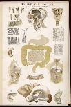 Microscopic Structure of the Texture of Various Parts of the Body-J.s. Cuthbert-Mounted Art Print